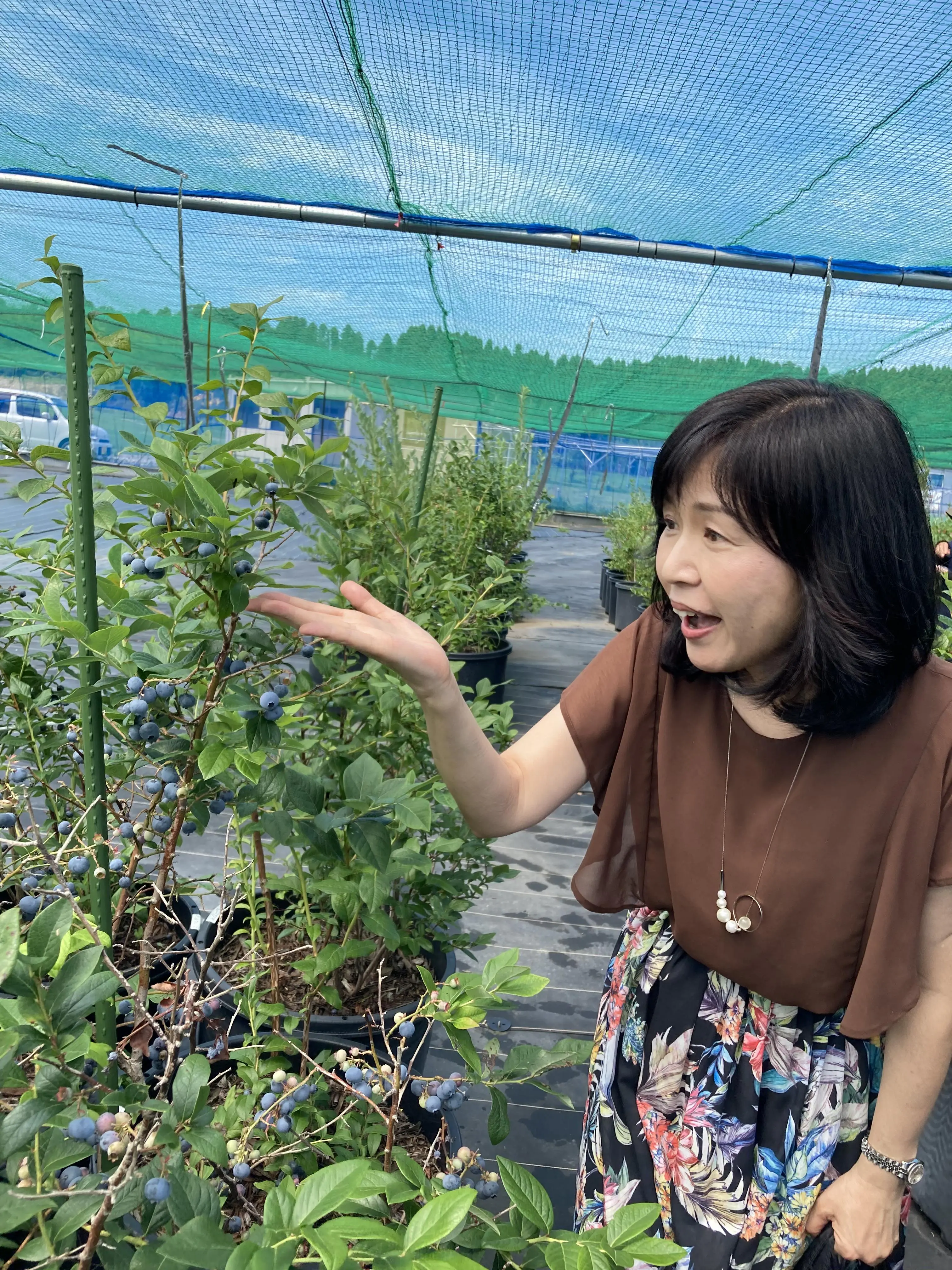 大きく実ったブルーベリー！