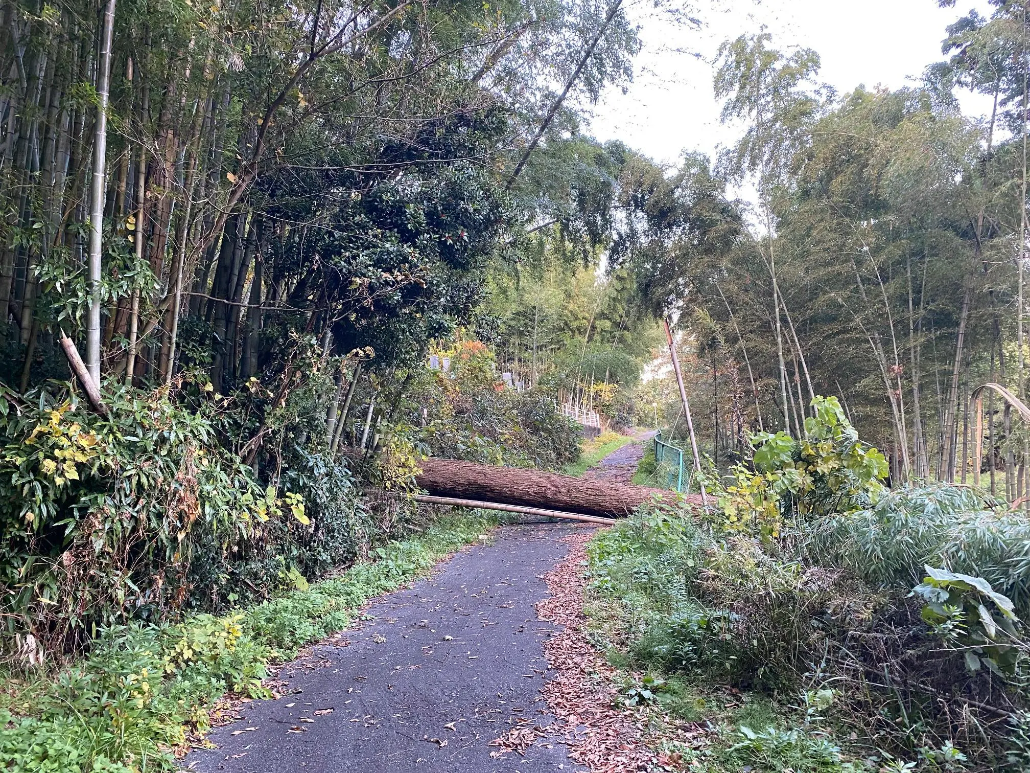 富山百景！倒木！週刊SATO！