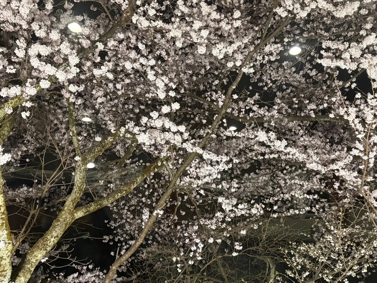 夜桜の美しさにみとれました