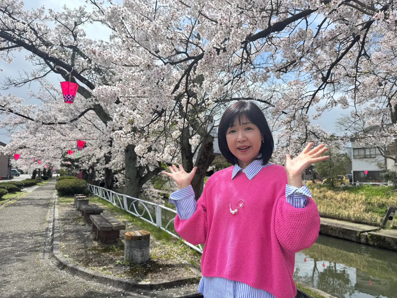 富山市のいたち川沿いのサクラ