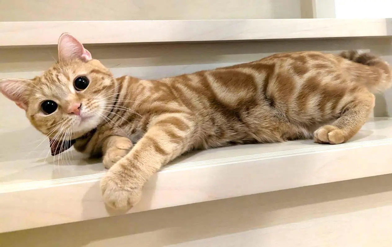 飼い主に似てぐうたらしております