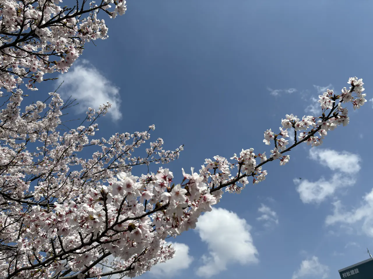 昨日（4月9日）の青空と桜