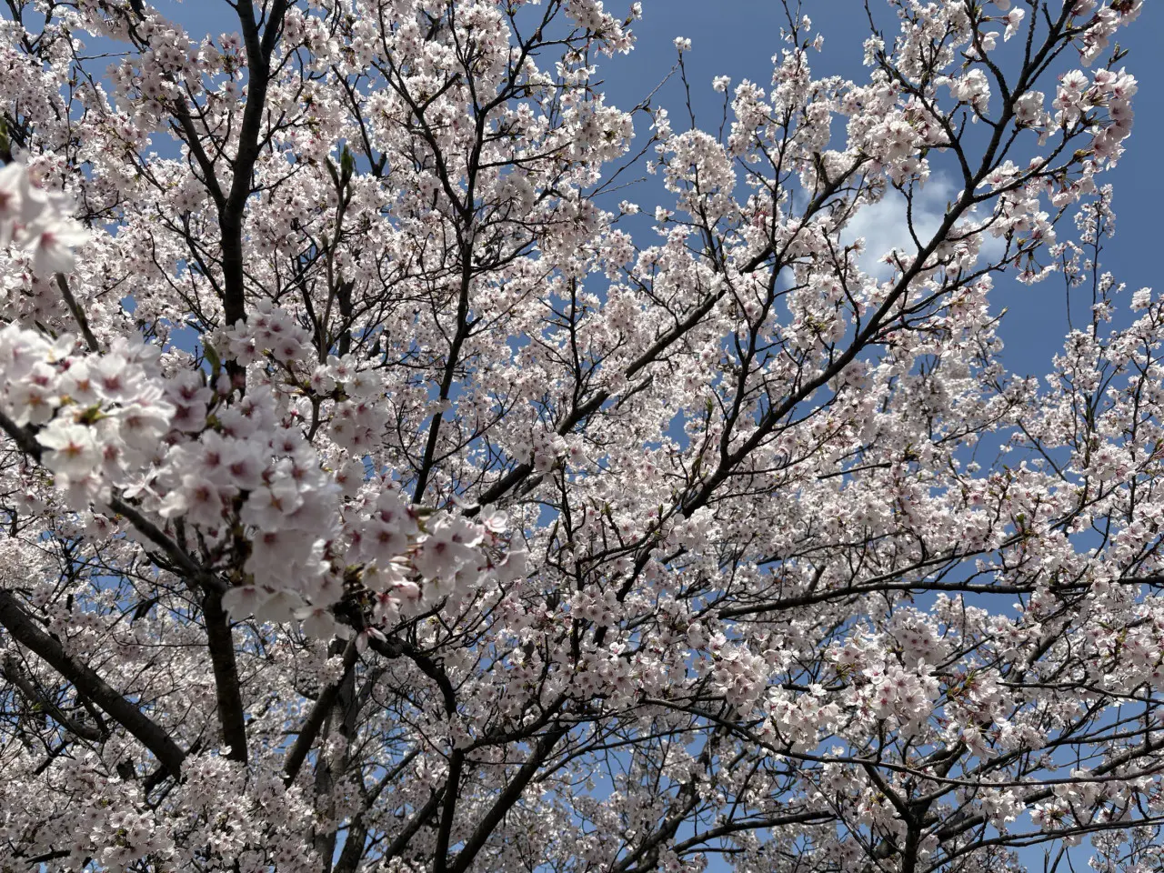 いたち川沿いの桜