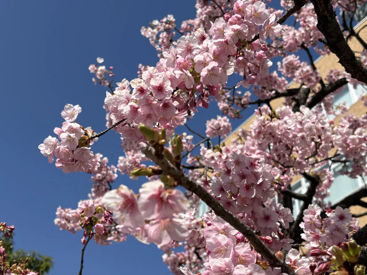 今が満開の河津桜！