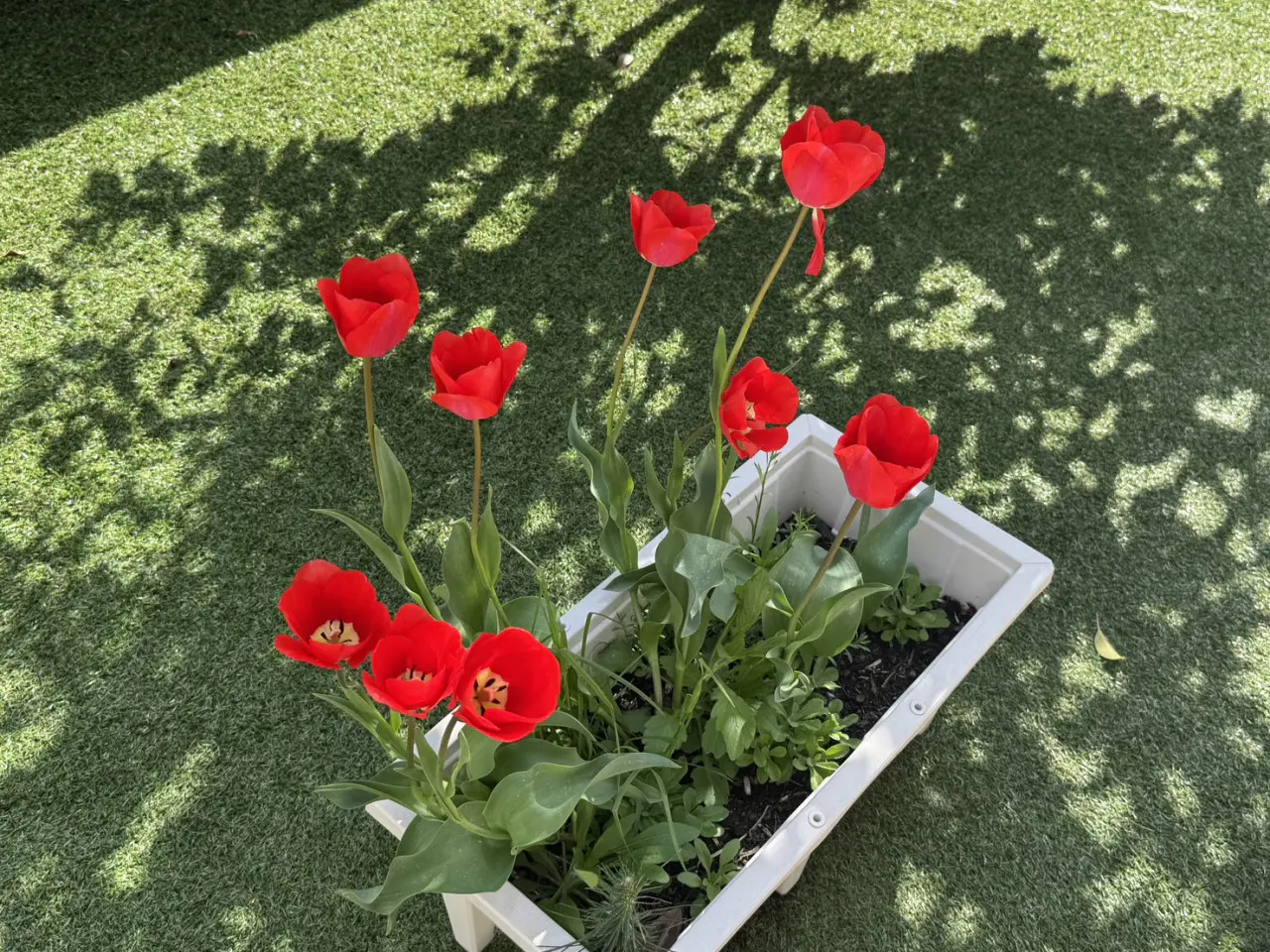 雑草もそのまま生えている