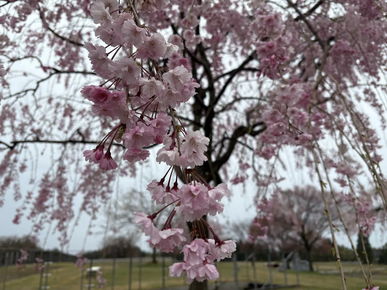 いろいろな品種の桜が