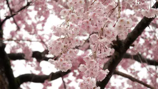 黒部市前沢ガーデン「桜花園」の桜