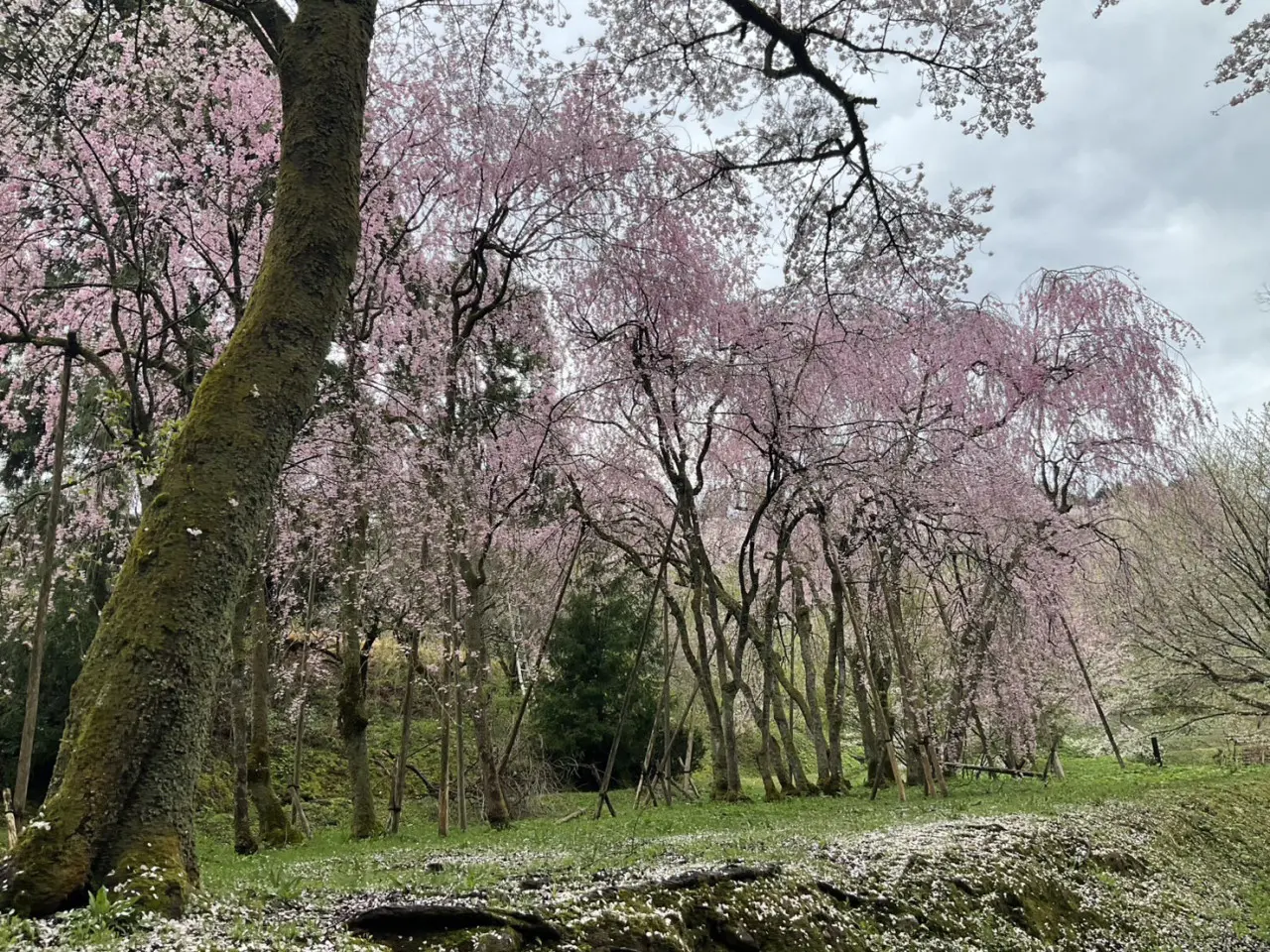 自生する桜