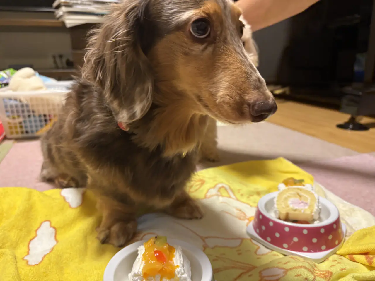 誕生日ケーキを前に目が爛々と輝くちょこ