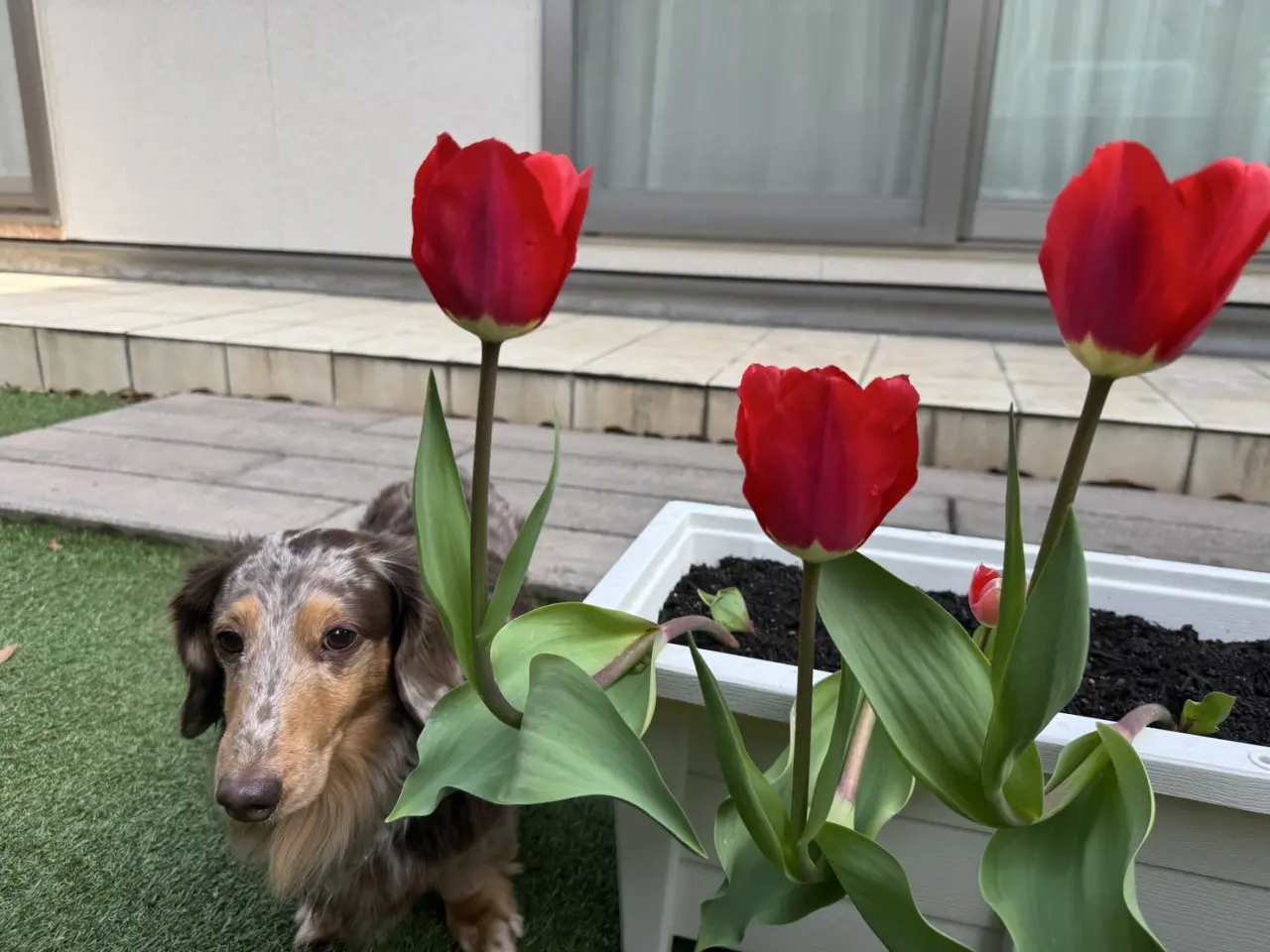 花に囲まれてうれしそうな「チョコ」