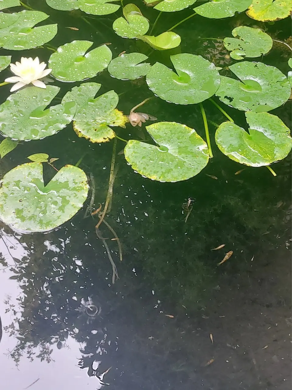 町屋の中庭には睡蓮の花が・・・。癒される
