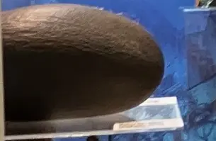 世界最大の種子　ココ・デ・メール