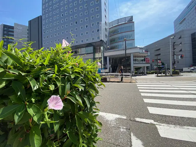 富山百景！街のド真ん中ヒルガオ！週刊SATO！