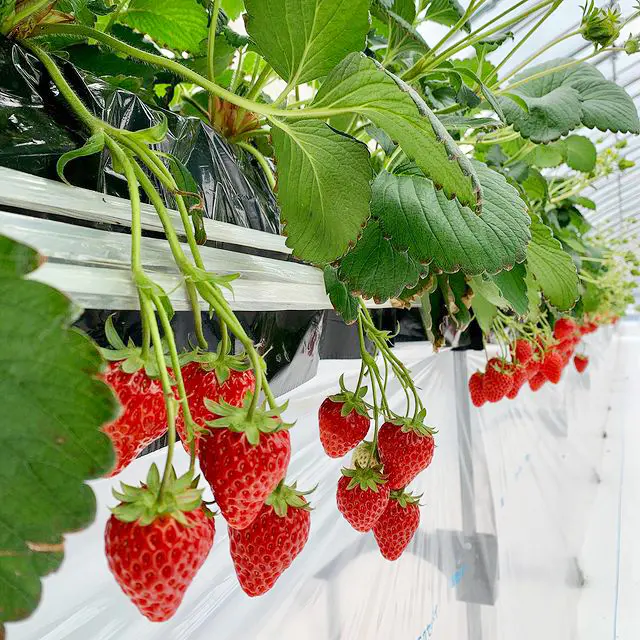 ハリネズミさんイチゴ狩り♡ Amazing! An all-you-can-eat strawberry picking experience with
