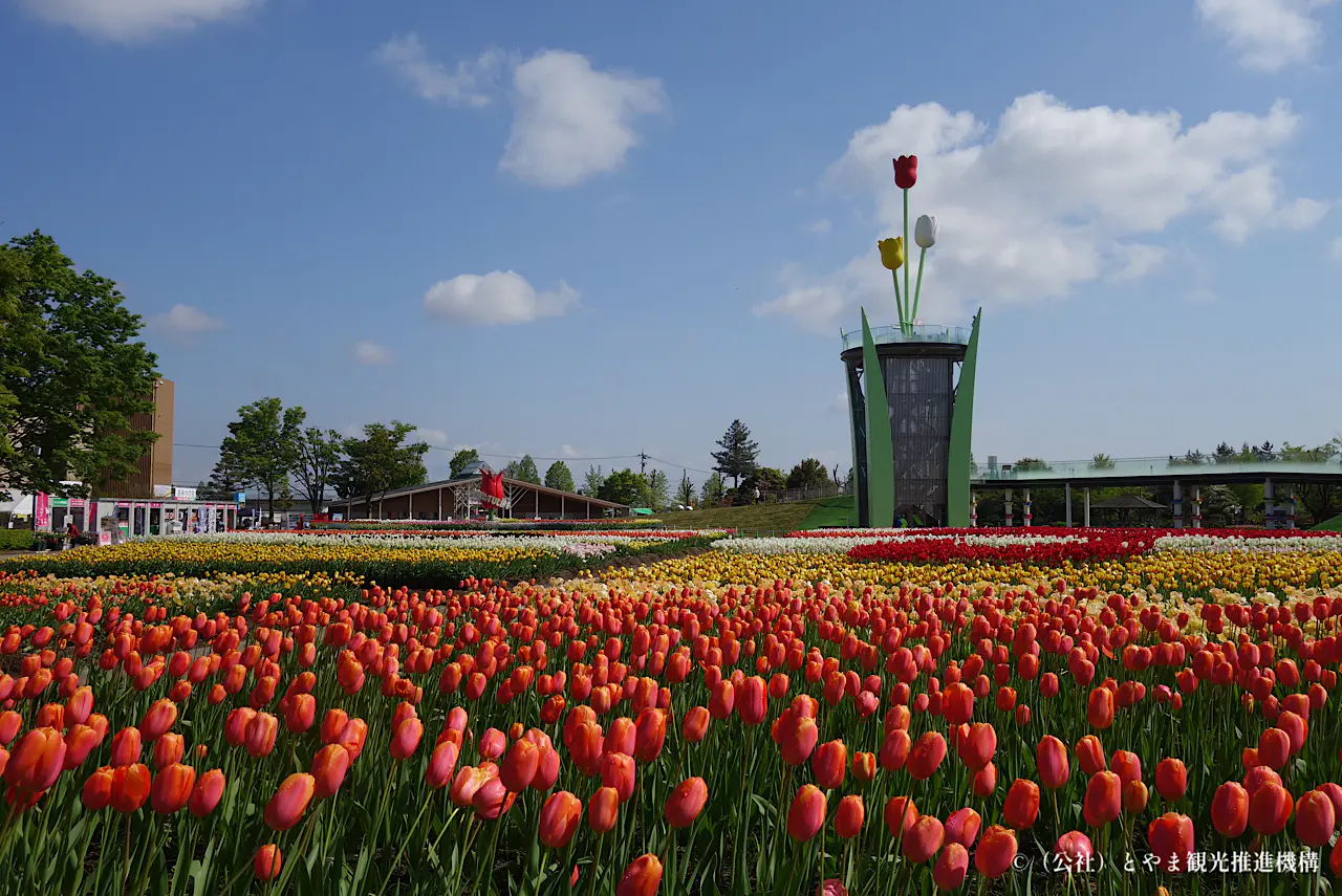 限られた時間で最大限楽しみたい【2025となみチューリップフェア】目的