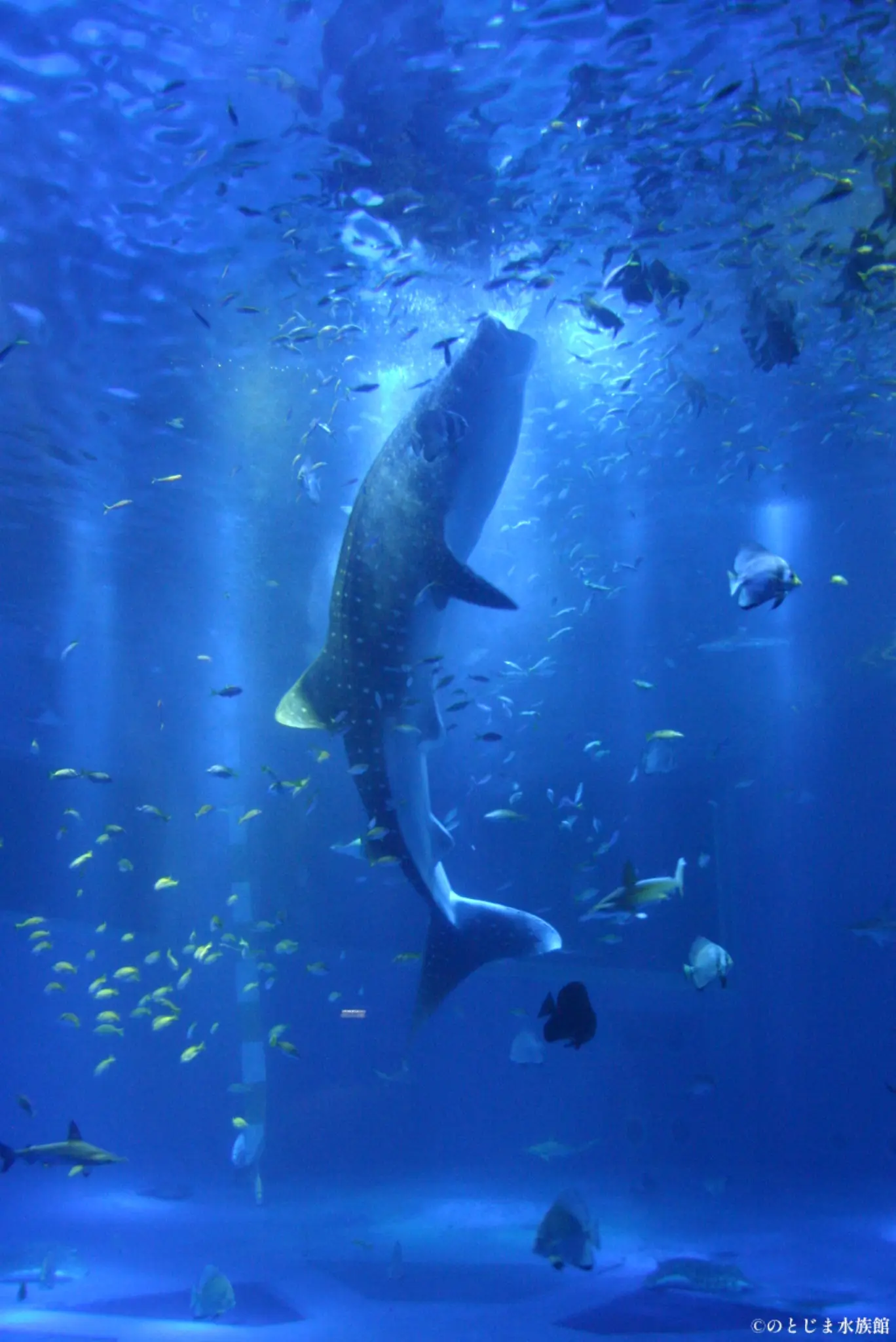 水族館4☆石川★のとじま水族館9☆ジンベイザメカラー★記念メダル☆茶平工業 新入りジンベエザメ2頭「名前付けてね」 石川・のとじま水族館