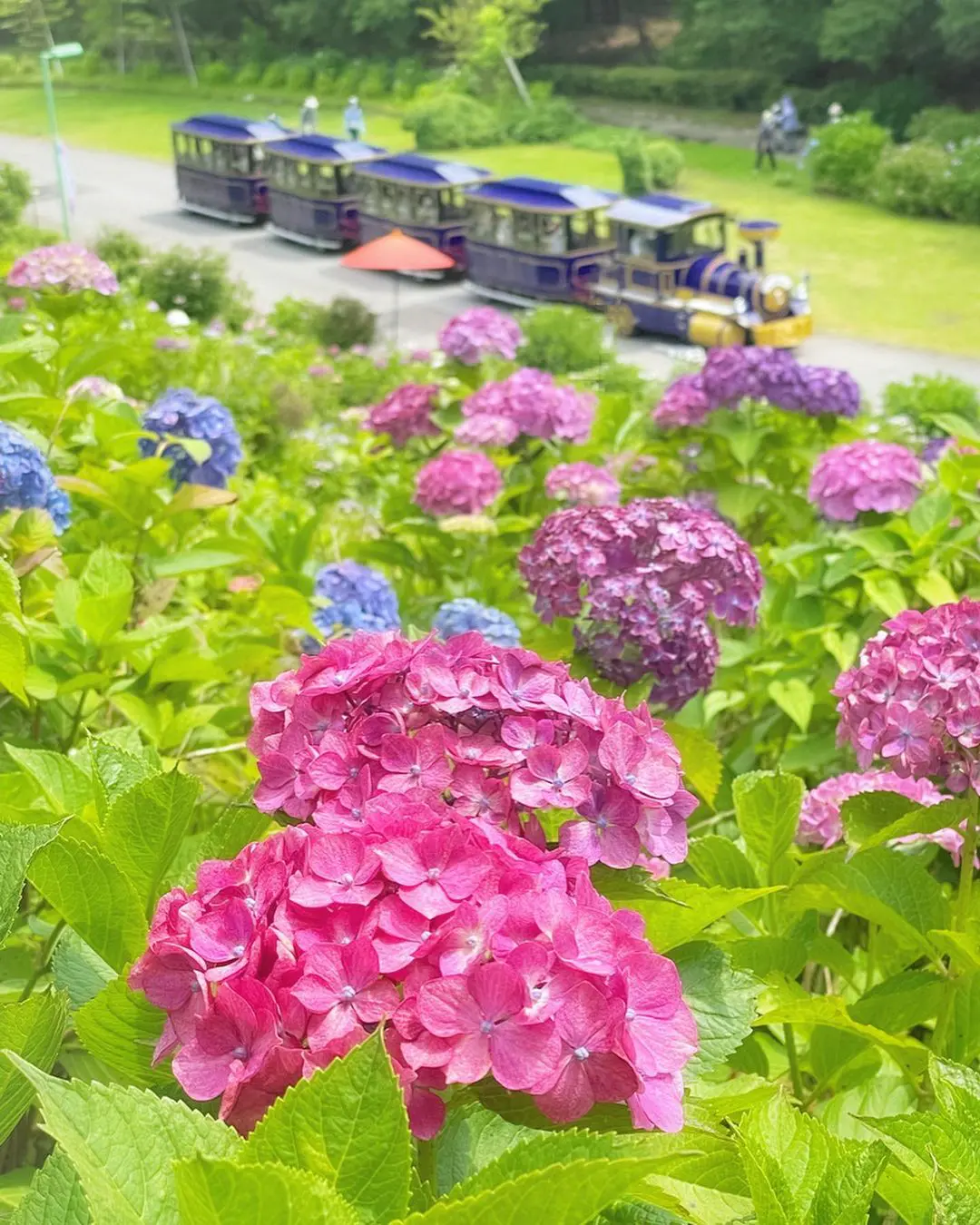 あじさい 6/13-29開催【2025 あじさい祭り in 太閤山ランド】ことしは約140種! 2