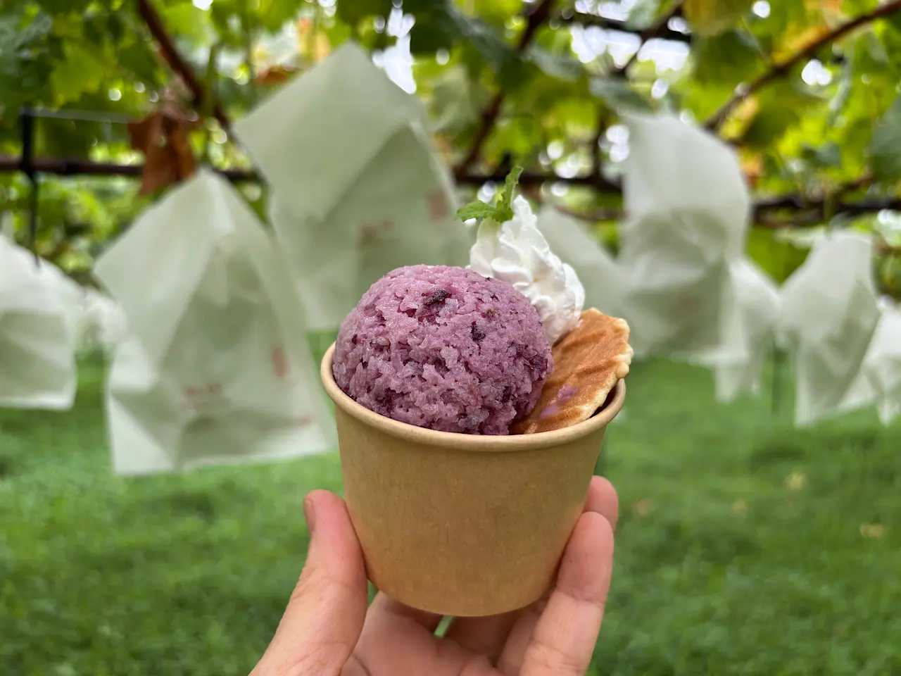 皮ごとぶどうジェラート 500円（税込）