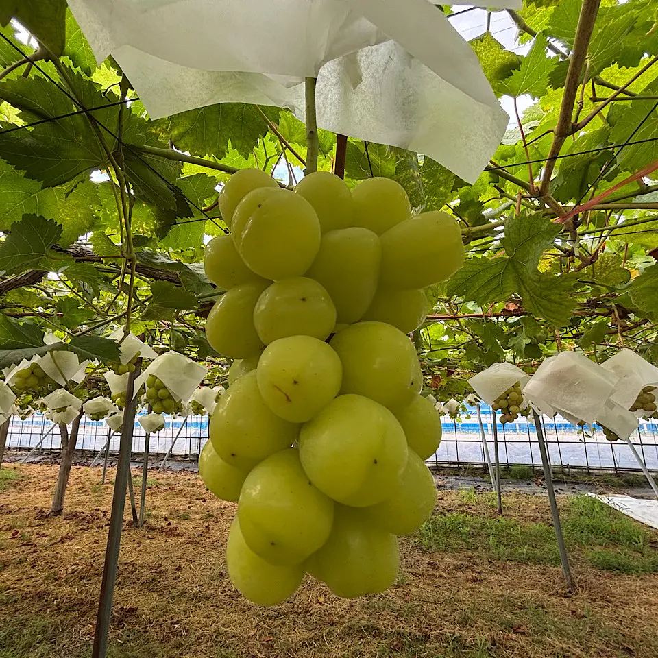 富山のぶどう園2025】つみたて極上シャインマスカットのアイスや無添加