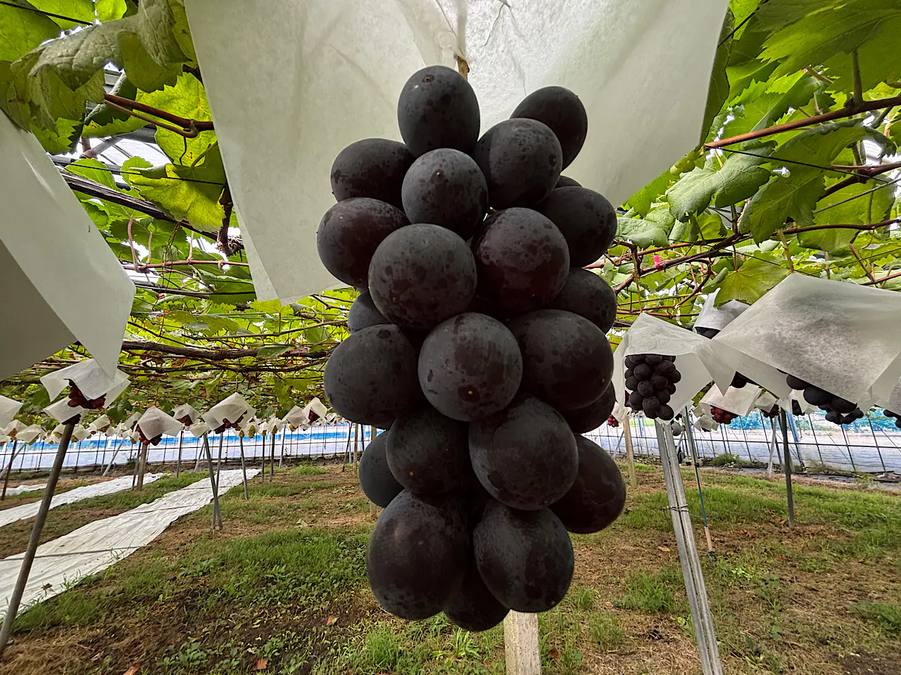 富山のぶどう園2025】つみたて極上シャインマスカットのアイスや無添加