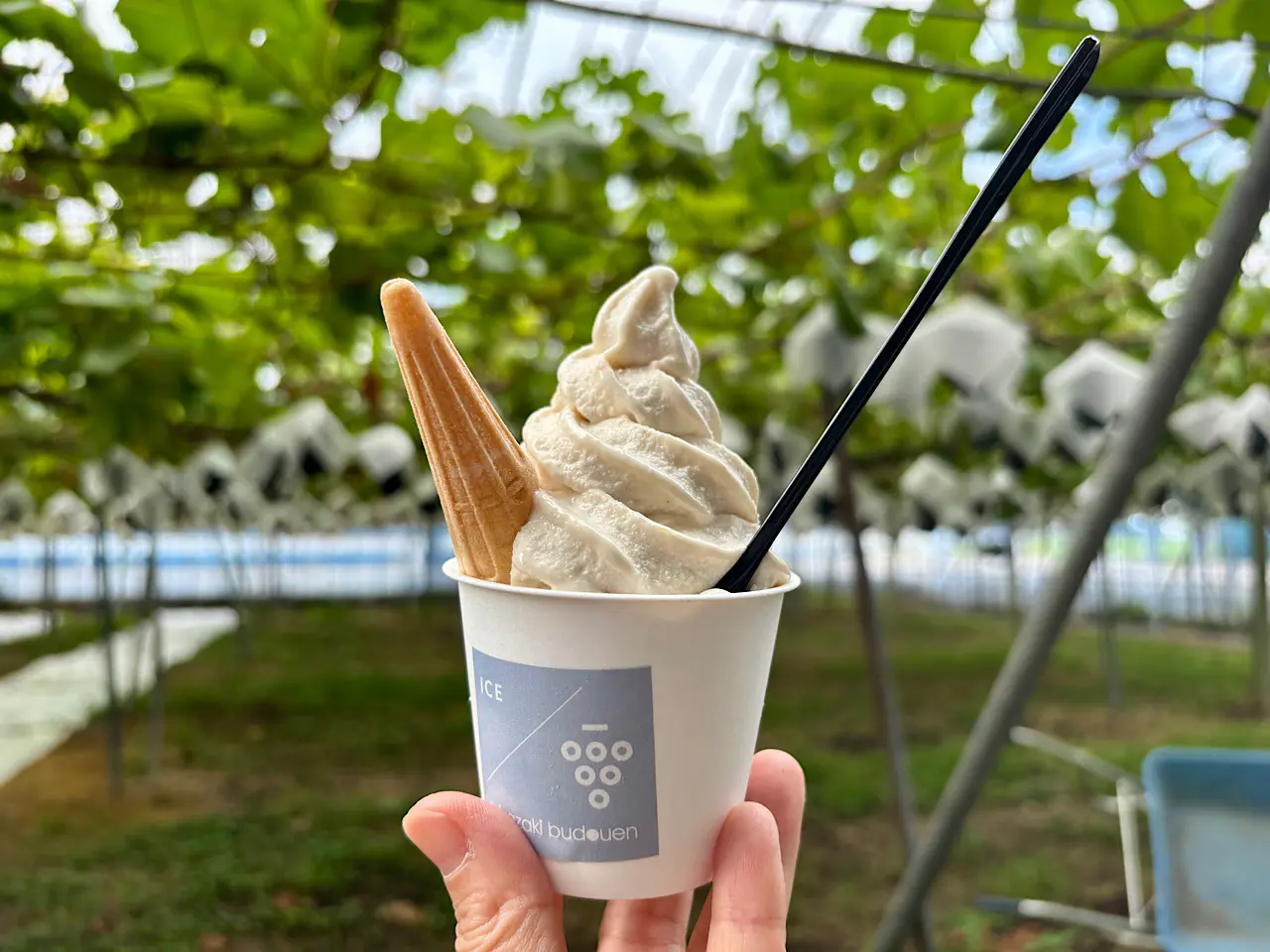 富山のぶどう園2025】つみたて極上シャインマスカットのアイスや無添加