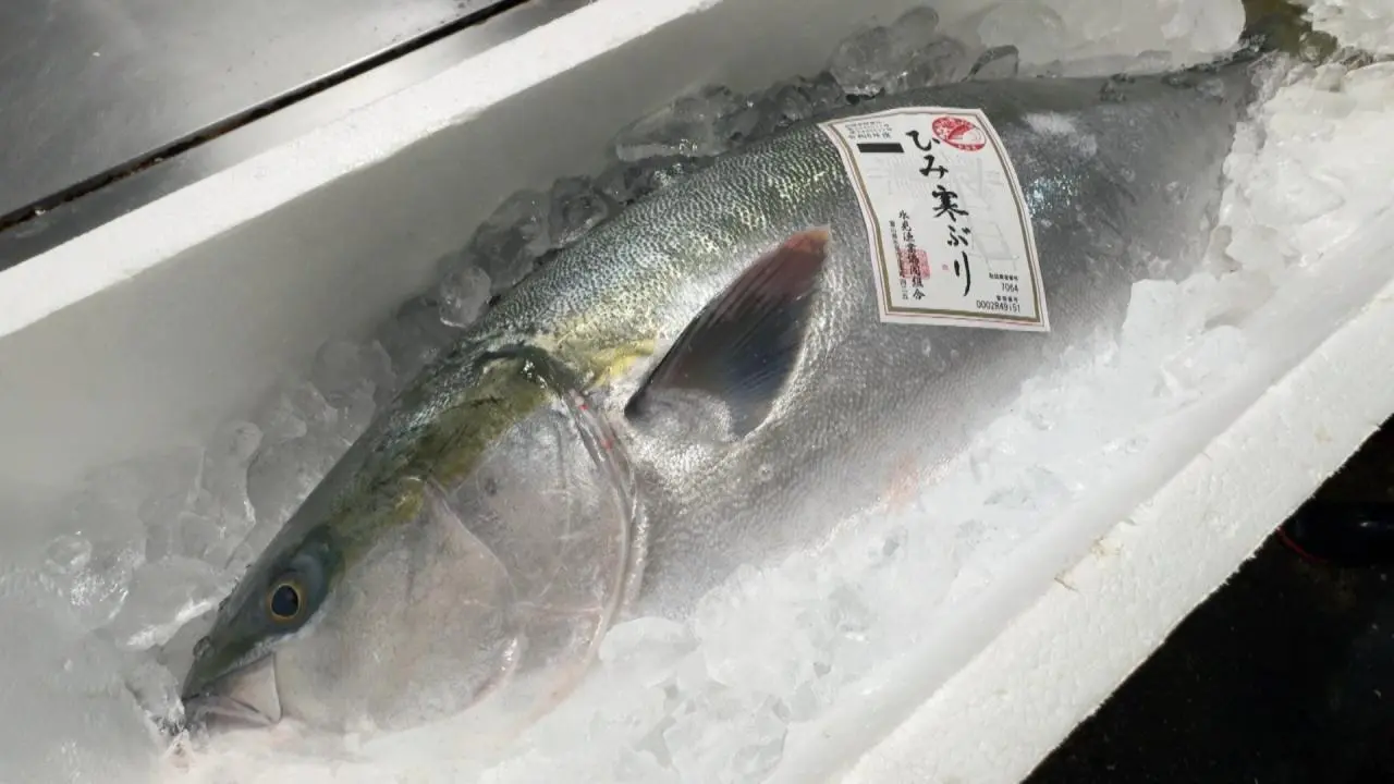 富山・氷見の寒ブリを味わい尽くす!お造り、ブリ大根にエラの唐揚げまで!? ブリ料理の専門店【割烹しげはま】|グルメ|nan-nan|富山を ...