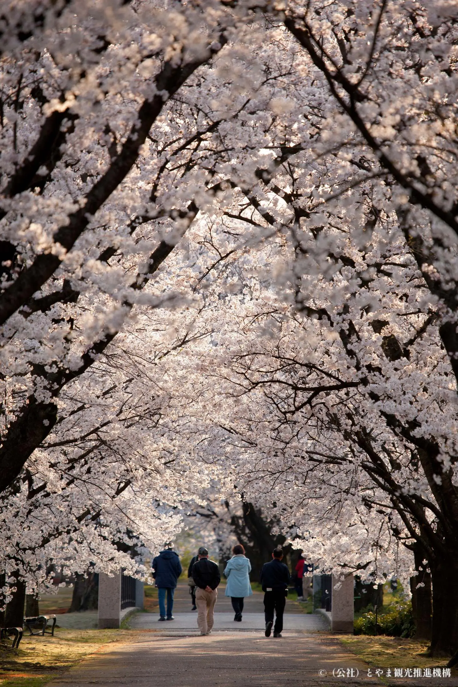 お花見2025｜富山のサクラ】約140種 520本のサクラが揃う【富山県中央