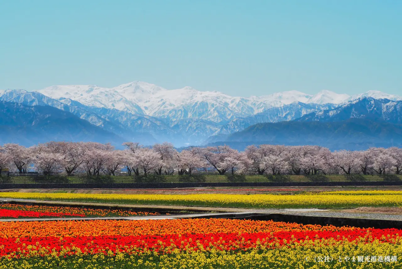 あさひ舟川の桜堤と菜の花 あさひ舟川「春の四重奏」へのアクセス・見頃・楽しみ方をご紹介