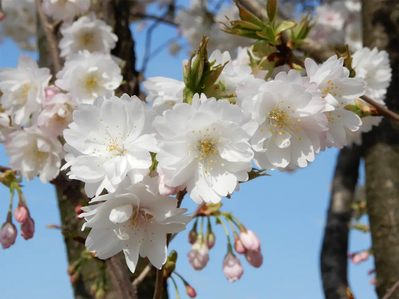 画像提供：富山県中央植物園