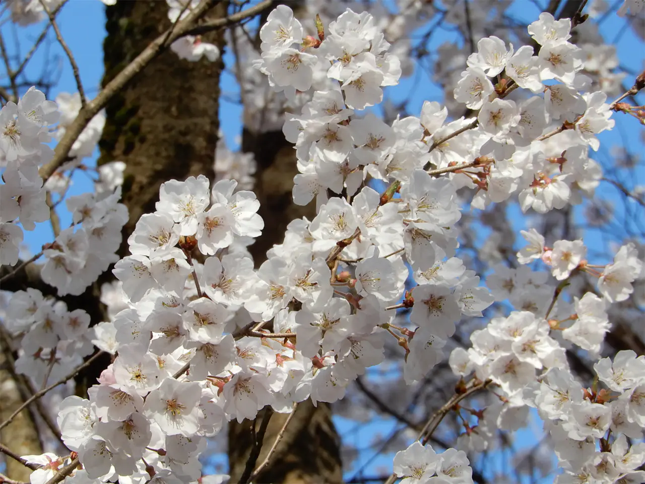 タカオカコシノヒガン／画像提供：富山県中央植物園