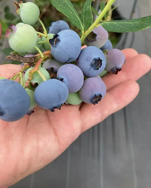 富山市八尾ブルーベリー狩り】立山連峰一望の農園でたっぷり3時間