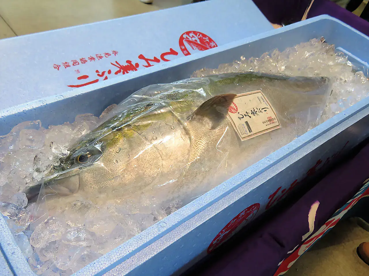 今季は豊漁!? 7kg以上に基準UPの“ひみ寒ぶり”を味わい尽くす【ひみぶり