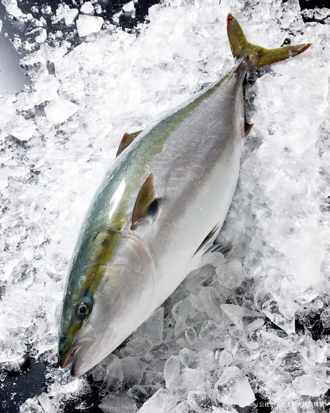 寒鰤あ宮殿 今季は豊漁!? 7kg以上に基準UPの“ひみ寒ぶり”を味わい尽くす【ひみぶり