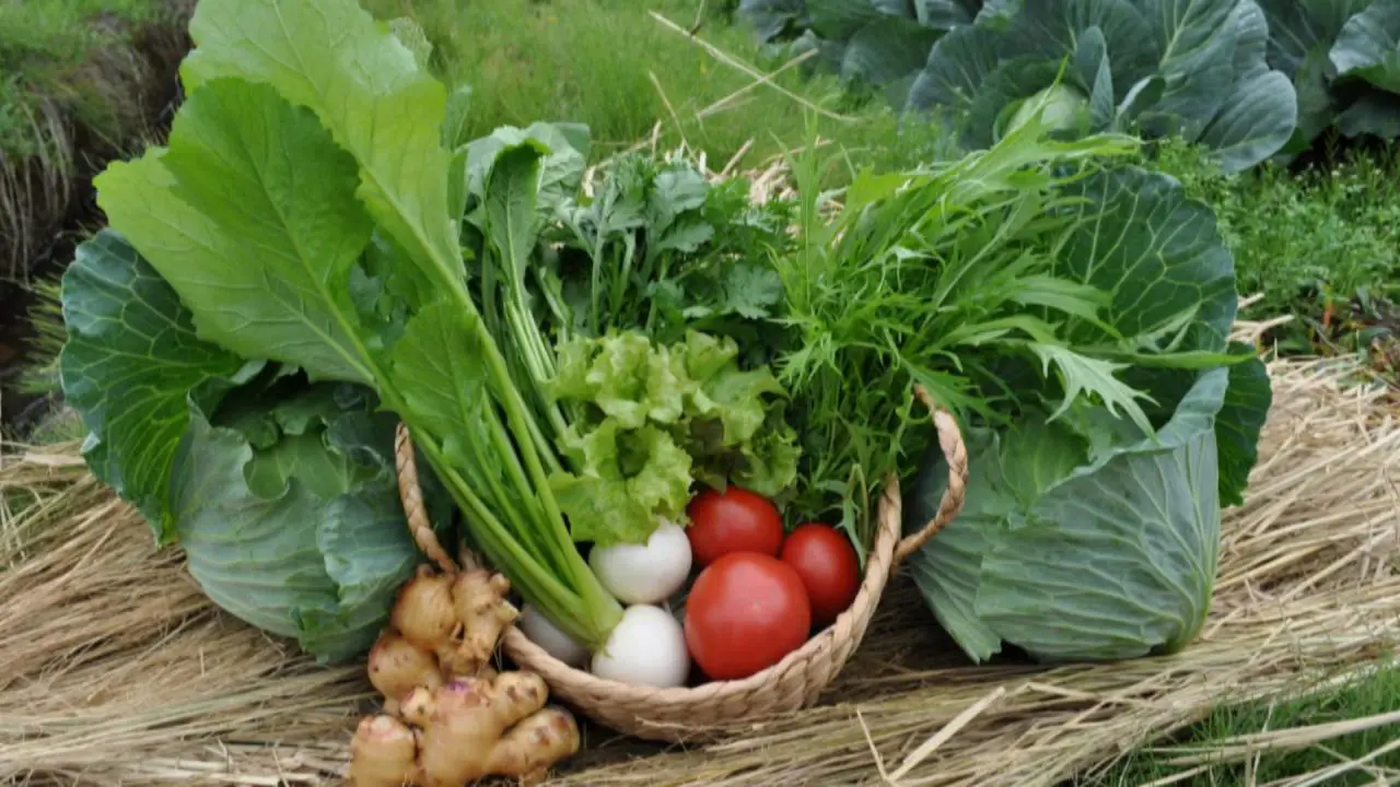 庄川おんせん野菜