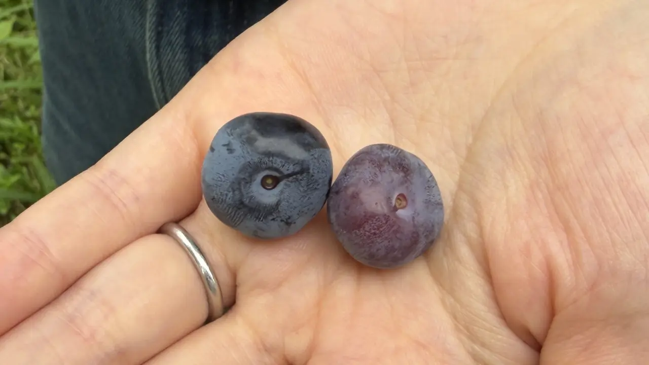 左がへた側までしっかり色づいた完熟ブルーベリー