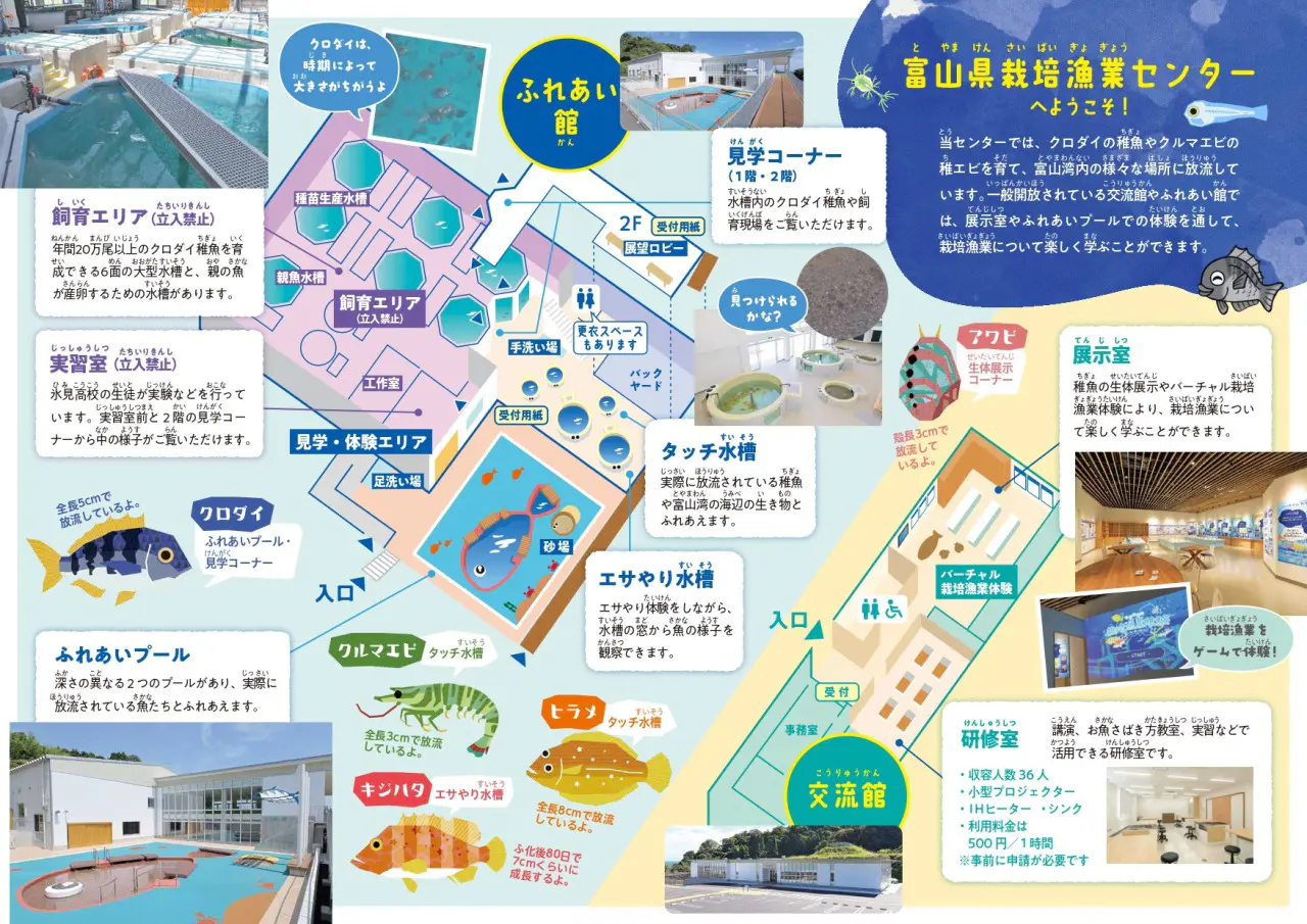 提供：富山県栽培漁業センター