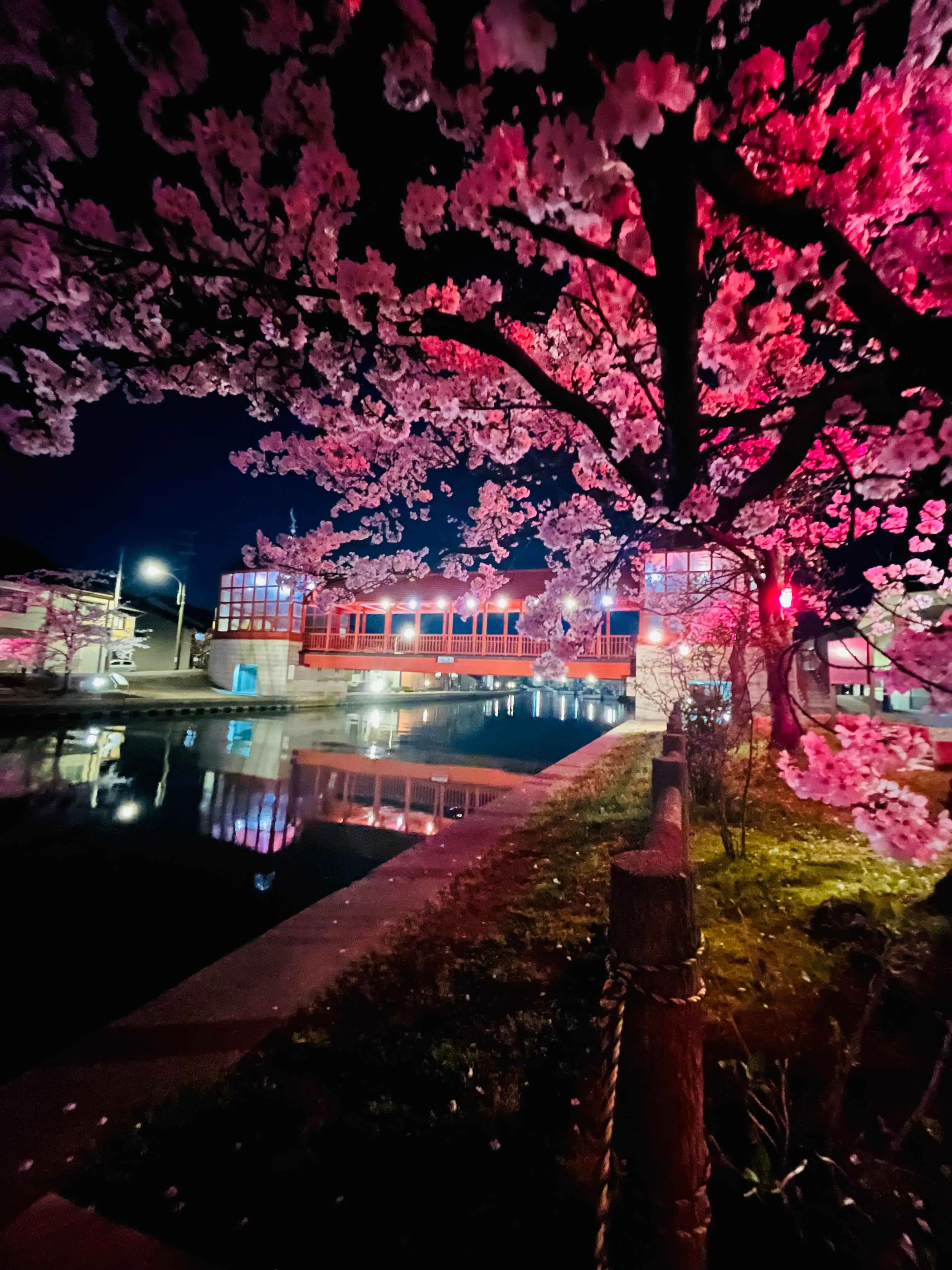 掛軸 秋峰 夜桜 共箱 春 月 満月 花 桜 5-14 掛軸 秋峰 夜桜 共箱 春 月 満月 花 桜 5-14 【公式通販】