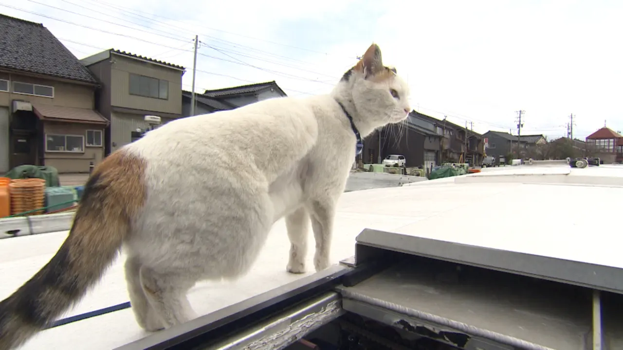 招き猫に副船長も！思わず会いに行きたくニャる!! 【富山の看板猫の