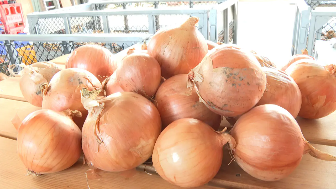 農家直営タマネギ詰め放題500円！ 最多記録は29個…って、1個18円