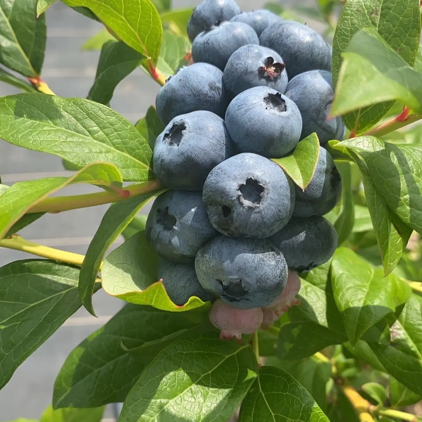 氷見フルーツ狩り】ブルーベリー食べ放題 無農薬で赤い品種も【39Fruit