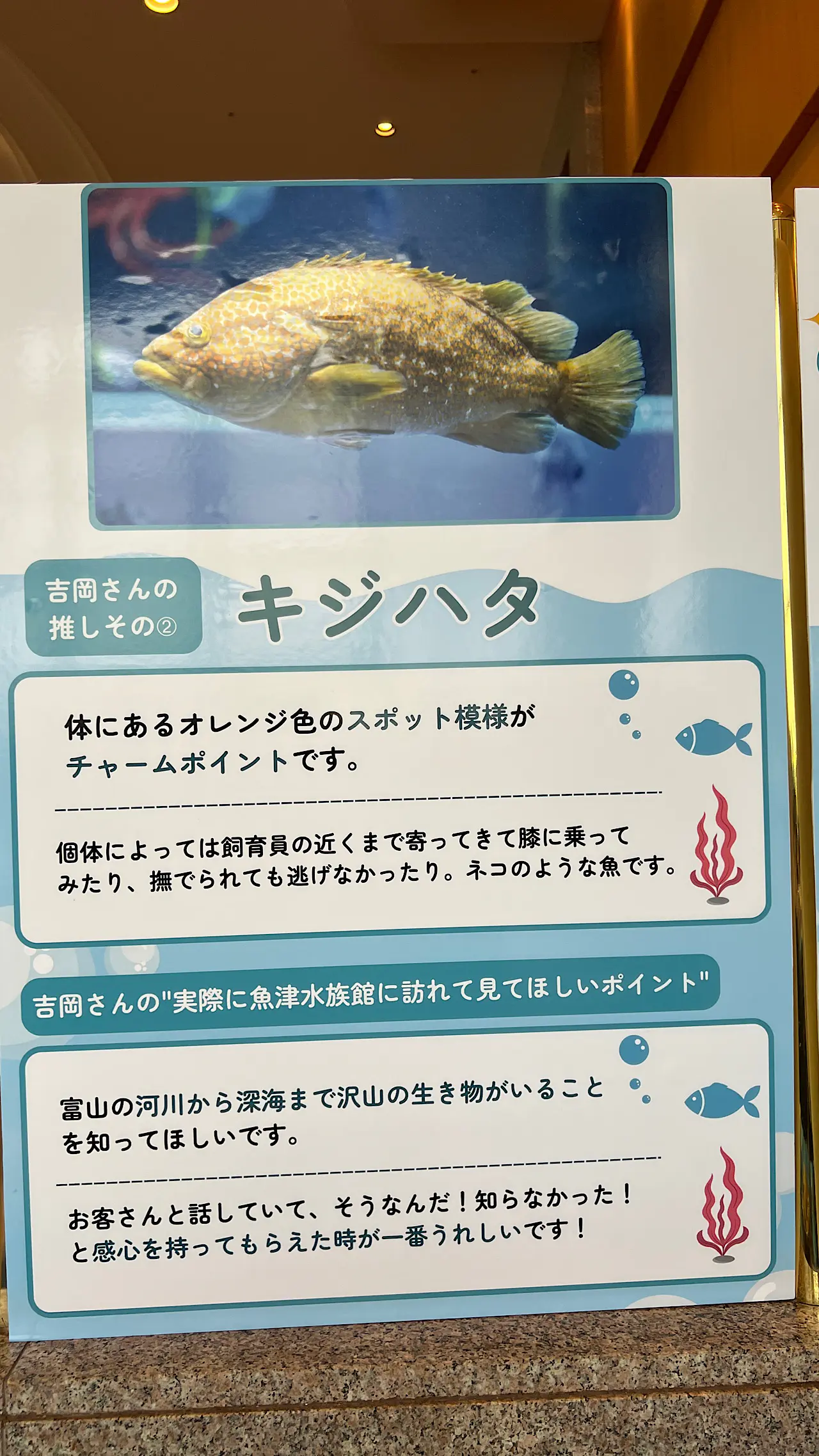 専用❤みかん＊超超特価⭐ふわとろ☆８重ガーゼ⭐特大ブランケット⭐魚＊水族館 夏のブッフェは水族館のいきものがスイーツに変身！【ANAクラウン