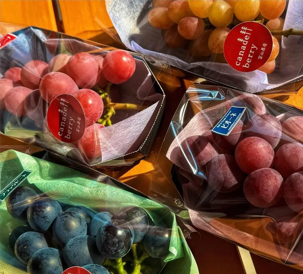富山ぶどう狩り2024【canadell berry】予約不要で60分食べ放題！甘味