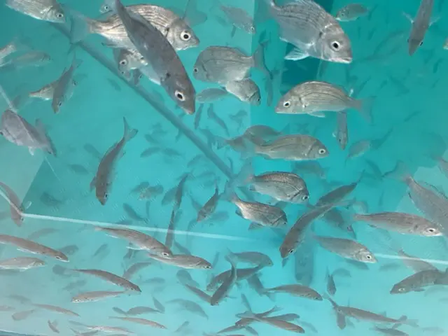 かいと
物凄く楽しかったです！特に餌をあげるのが一番楽しかったです！
