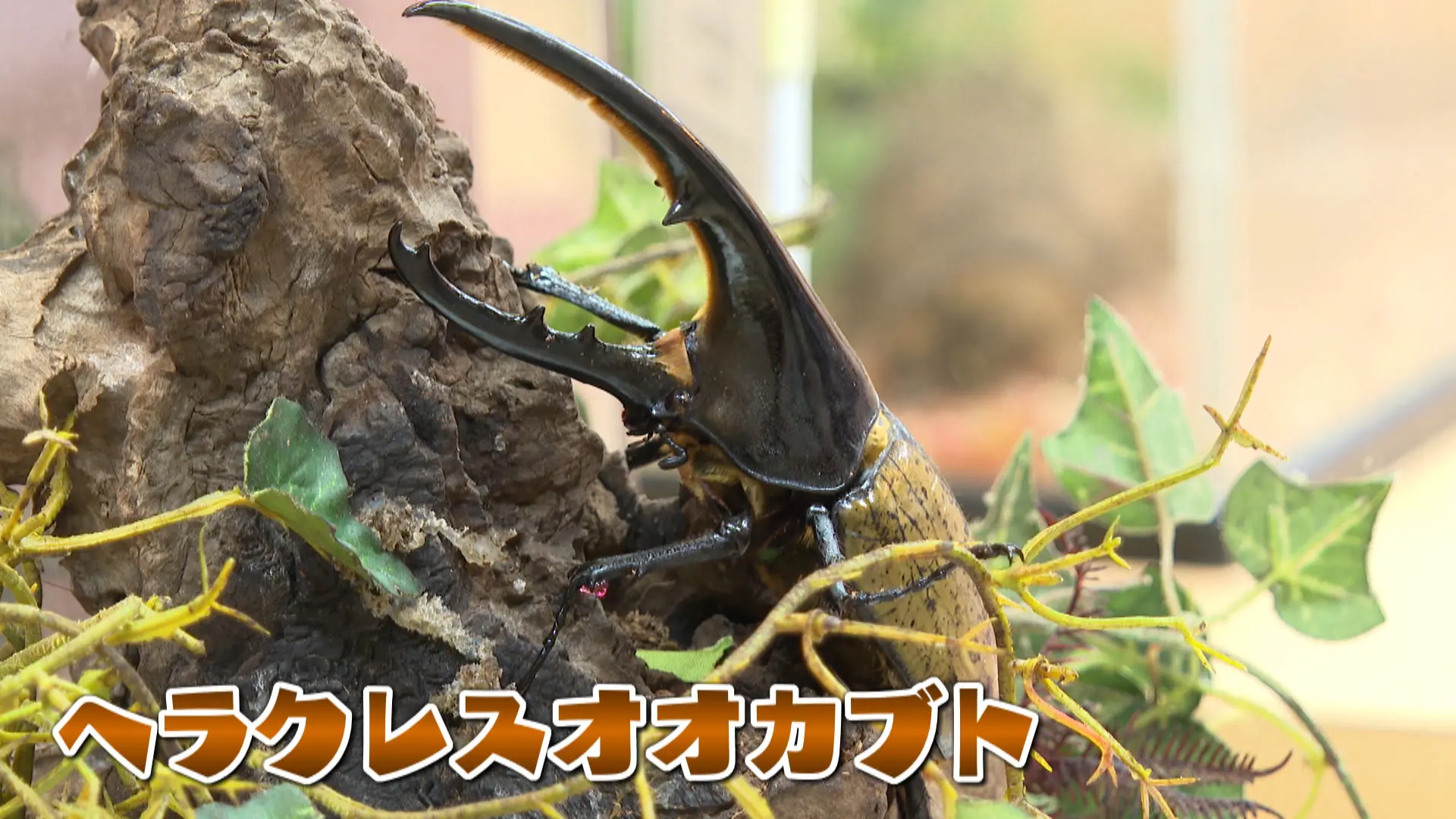 カブトムシやクワガタと遊べる【昆虫王国立山/立山自然ふれあい館】BBQや水遊びもできて立山の大自然を満喫！