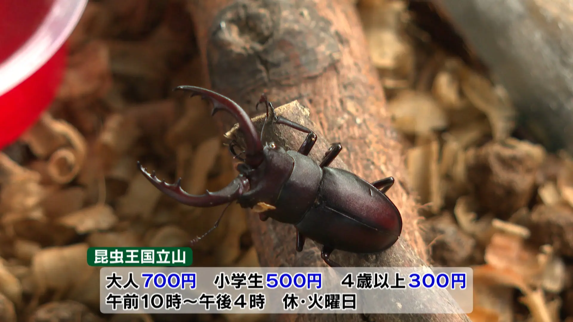 カブトムシ やクワガタと遊べる【昆虫王国立山/立山自然ふれあい館】BBQや水遊びもできて立山の大自然を満喫！｜おでかけ｜nan-nan｜富山を楽しむオススメ情報