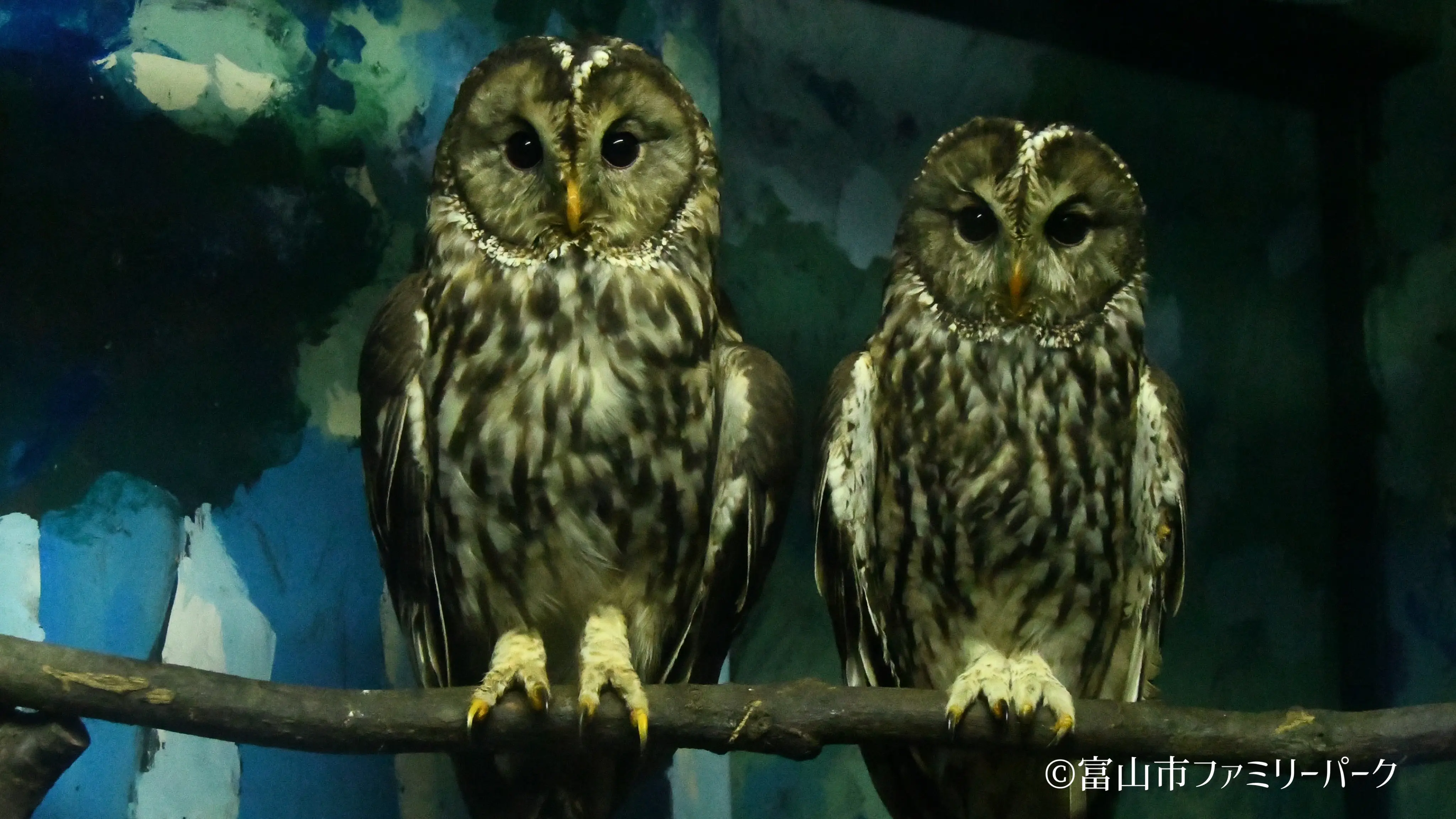 郷土動物館のフクロウ