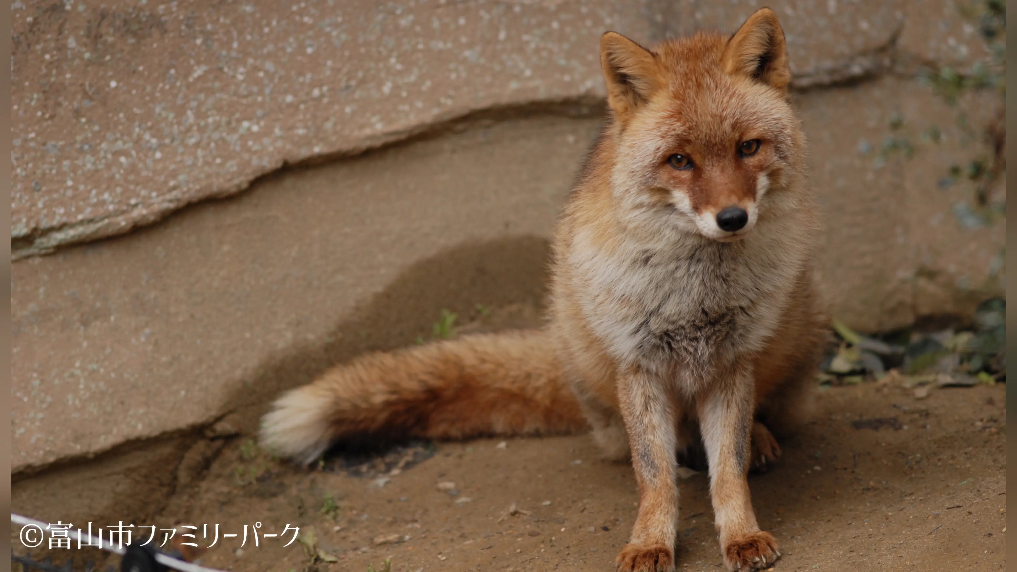 キツネ