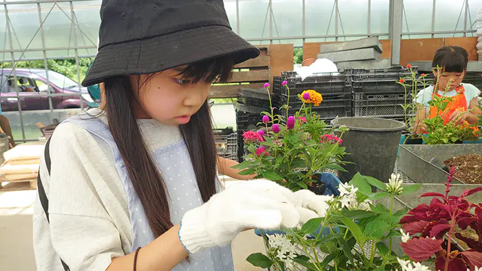 きな粉
お花を4つ選んで、終わった葉っぱや、お花のいらない部分を取りました。
寄せ植えを作りました。
最初は難しそうだなと思ったけど、やるとだんだん楽しくなってきました。
上手にできて楽しかったです。特に白い葉っぱが可愛くてお気に入りです。