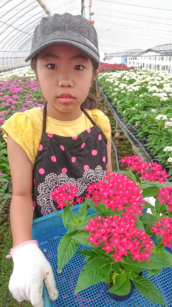 たっち
枯れた花や葉を取り除き掃除することで、またきれいな花がさくと分かりました。
水は毎日やらずに乾いている日だけ水をやるのだと分かりました。
夏に強い花は冬に弱いと知りました。
寄せ植えした花を家族で観察したいです。