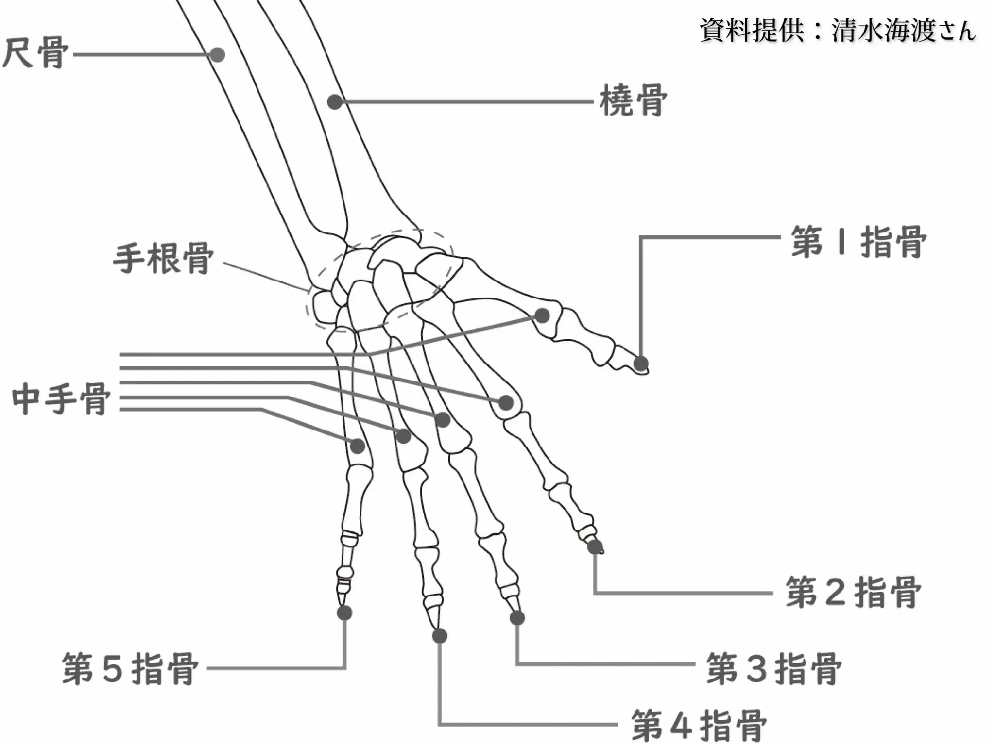 図B：ヒトの骨格